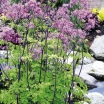 rośliny ozdobne - Rutewka BLACK STOCKINGS Thalictrum C2,5