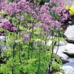 sklep ogrodniczy - Rutewka BLACK STOCKINGS Thalictrum C2,5