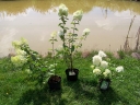 rośliny ozdobne - Ekskluzywny ogród - zestaw 3 hortensji - MEGA PROMOCJA!!!