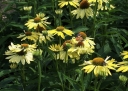sadzonki - Jeżówka SUMMER BREEZE Echinacea