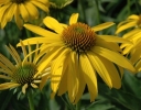 sklep ogrodniczy - Jeżówka SUMMER BREEZE Echinacea