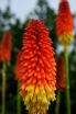 sadzonki - Trytoma groniasta FIRE DANCE Kniphofia uvaria