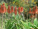 sklep ogrodniczy - Trytoma groniasta FIRE DANCE Kniphofia uvaria