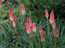 rośliny ozdobne - Trytoma groniasta FIRE DANCE Kniphofia uvaria