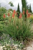 rośliny ozdobne - Trytoma groniasta FIRE DANCE Kniphofia uvaria