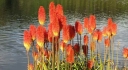 sklep ogrodniczy - Trytoma groniasta FIRE DANCE Kniphofia uvaria