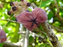 rośliny ozdobne - Akebia pięciolistkowa Silver Bells (Akebia quinata Silver Bells)