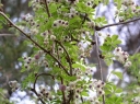 rośliny ozdobne - Akebia pięciolistkowa Silver Bells (Akebia quinata Silver Bells)