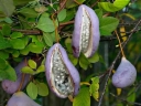 rośliny ozdobne - Akebia pięciolistkowa Silver Bells (Akebia quinata Silver Bells)