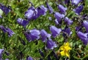 sadzonki -  Dzwonek okrągłolistny Campanula rotundifolia C1,5