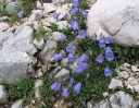 sadzonki - Dzwonek okrągłolistny Campanula rotundifolia C1,5