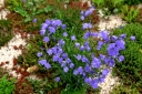 rośliny ogrodowe - Dzwonek okrągłolistny Campanula rotundifolia C1,5
