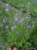 sadzonki - Dzwonek okrągłolistny Campanula rotundifolia C1,5