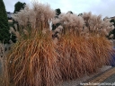 sadzonki - Miscanthus sinensis MALEPARTUS Miskant chiński /C2-C3 *26