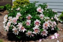 sadzonki - Piwonia ITOH 'PASTEL SPLENDOR' Paeonia ITOH /C4-C5 *29T