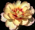 sklep ogrodniczy -  Piwonia ITOH 'CALLIES MEMORY' Paeonia ITOH /C5