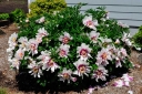 sklep ogrodniczy - Piwonia ITOH 'CALLIES MEMORY' Paeonia ITOH /C5