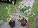 sklep ogrodniczy - Piwonia ITOH 'ORANGE' Paeonia ITOH