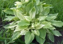 rośliny ozdobne - Hosta WHITE FEATHER Funkia /P11(C3) *T46