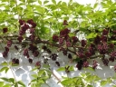 rośliny ozdobne - Akebia pięciolistkowa (Akebia quinata) C1/40-60cm *T36