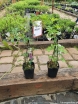 rośliny ozdobne - Akebia pięciolistkowa (Akebia quinata) C1/40-60cm *T36