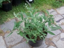 rośliny ogrodowe - Budleja karłowa BLOOMTASTIC DREAMING PURPLE 'Hinebud4' Buddleja C3