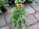 rośliny ogrodowe - Gailardia oścista BIJOU Gaillardia aristata