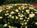sadzonki - Róża okrywowa GOLDEN PENNY 'Rugul' Rosa /C2