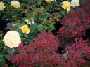 sklep ogrodniczy - Róża okrywowa GOLDEN PENNY 'Rugul' Rosa /C2