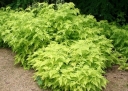 rośliny ozdobne -  Jeżyna białopędowa GOLDEN VALE 'Wyego' Rubus cockburnianus /C3 *K17