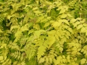 rośliny ogrodowe - Jeżyna białopędowa GOLDEN VALE 'Wyego' Rubus cockburnianus /C3 *K17