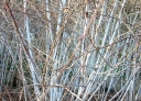 rośliny ozdobne - Jeżyna białopędowa GOLDEN VALE 'Wyego' Rubus cockburnianus /C3 *K17