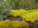rośliny ozdobne - Jeżyna białopędowa GOLDEN VALE 'Wyego' Rubus cockburnianus /C3 *K17