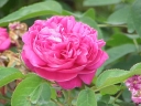 sadzonki -  Róża damasceńska BLUSH DAMASK Rosa damascena C3/80cm *K1