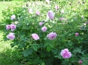 sadzonki - Róża damasceńska BLUSH DAMASK Rosa damascena C3/80cm *K1
