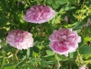 sadzonki - Róża damasceńska BLUSH DAMASK Rosa damascena C3/80cm *K1