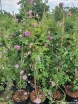 sklep ogrodniczy - Róża damasceńska BLUSH DAMASK Rosa damascena C3/80cm *K1