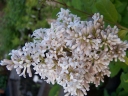 sadzonki -  Lilak kosmaty AUREA Syringa villosa C2(C5)/60-80cm *K17