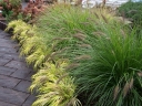 sklep ogrodniczy - Rozplenica japońska HAMELN Pennisetum alopecuroides Piórkówka /C2-C1,5 *26