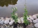 sklep ogrodniczy - Akebia VARIEGATA (Akebia quinata) C2/80cm
