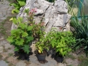 rośliny ozdobne - Burgundowy ogród - zestaw 3 hortensji - MEGA PROMOCJA!!!
