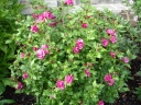 rośliny ozdobne - HIBISCUS syriacus DUC de BRABANT ketmia syryjska -drzewko C5/80-100cm *T13