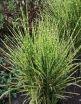 sadzonki -  Miscanthus sinensis 'APACHE' PBR Miskant /C2,5