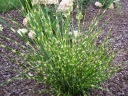 rośliny ozdobne - Miscanthus sinensis 'APACHE' PBR Miskant /C2,5