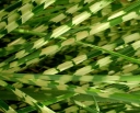 rośliny ozdobne - Miscanthus sinensis 'APACHE' PBR Miskant /C2,5