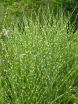 sadzonki - Miscanthus sinensis 'APACHE' PBR Miskant /C2,5