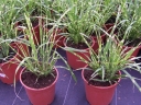 rośliny ogrodowe - Miscanthus sinensis 'APACHE' PBR Miskant /C2,5
