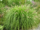 rośliny ozdobne - Piórkówka karłowa LITTLE BUNNY Pennisetum alopecuroides Rozplenica japońska C2 *K5