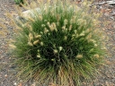 rośliny ozdobne - Piórkówka karłowa LITTLE BUNNY Pennisetum alopecuroides Rozplenica japońska C2 *K5