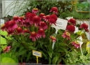 sklep ogrodniczy - Jeżówka karłowa PICCOLINO Echinacea